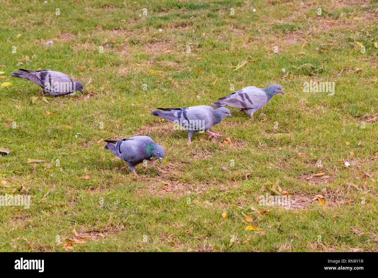 Group of pigeons eating walking on green clean ground lawn Stock Photo