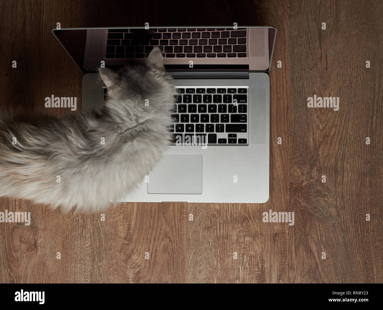 Cat stay on laptop keyboard above top view on wooden desk background Stock Photo