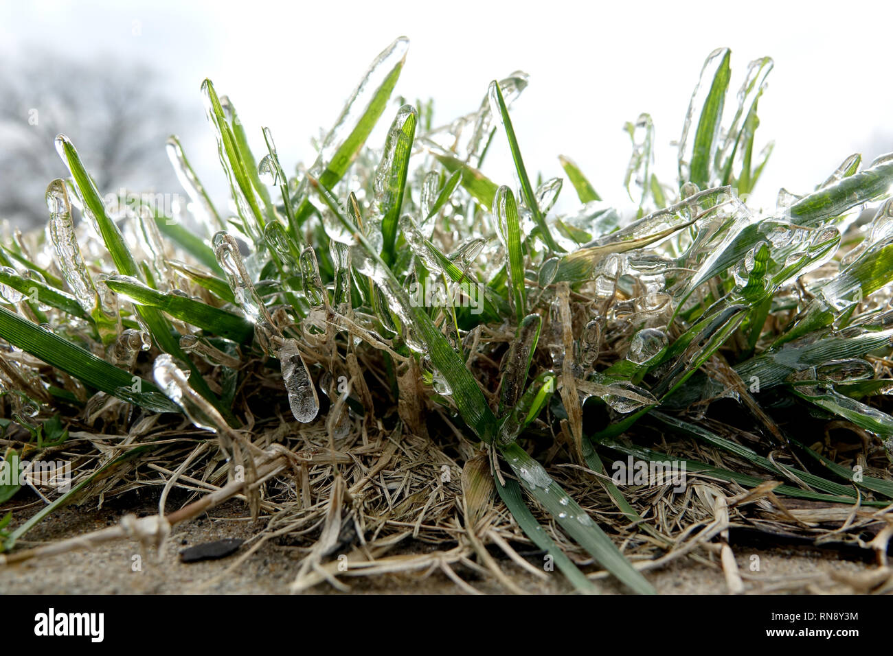 Freezing rain and icicles on lawn grass, shrubs, evergreens, birdhouse and bird bath Stock Photo