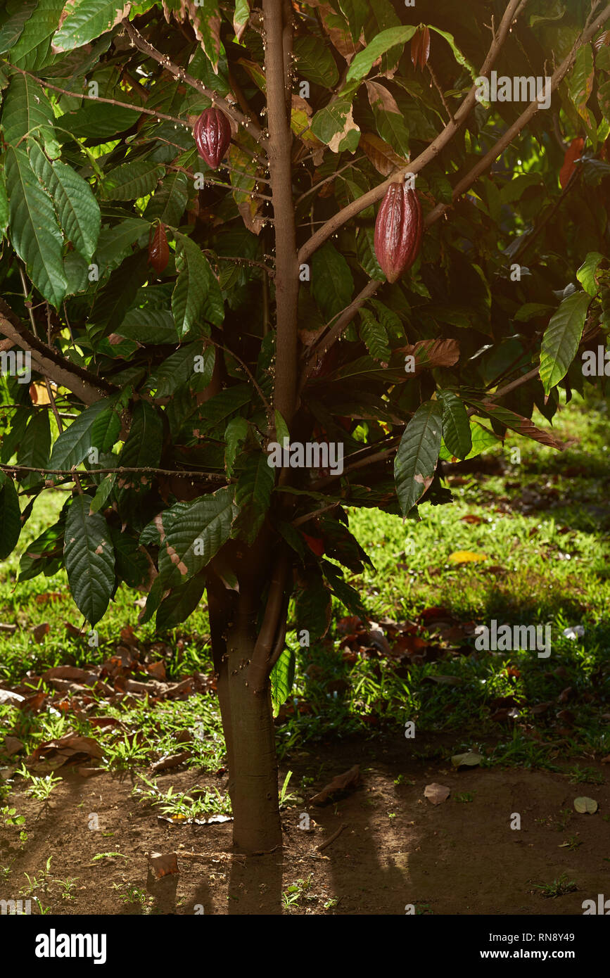 Big cacao tree with cacao pods on sunny day Stock Photo