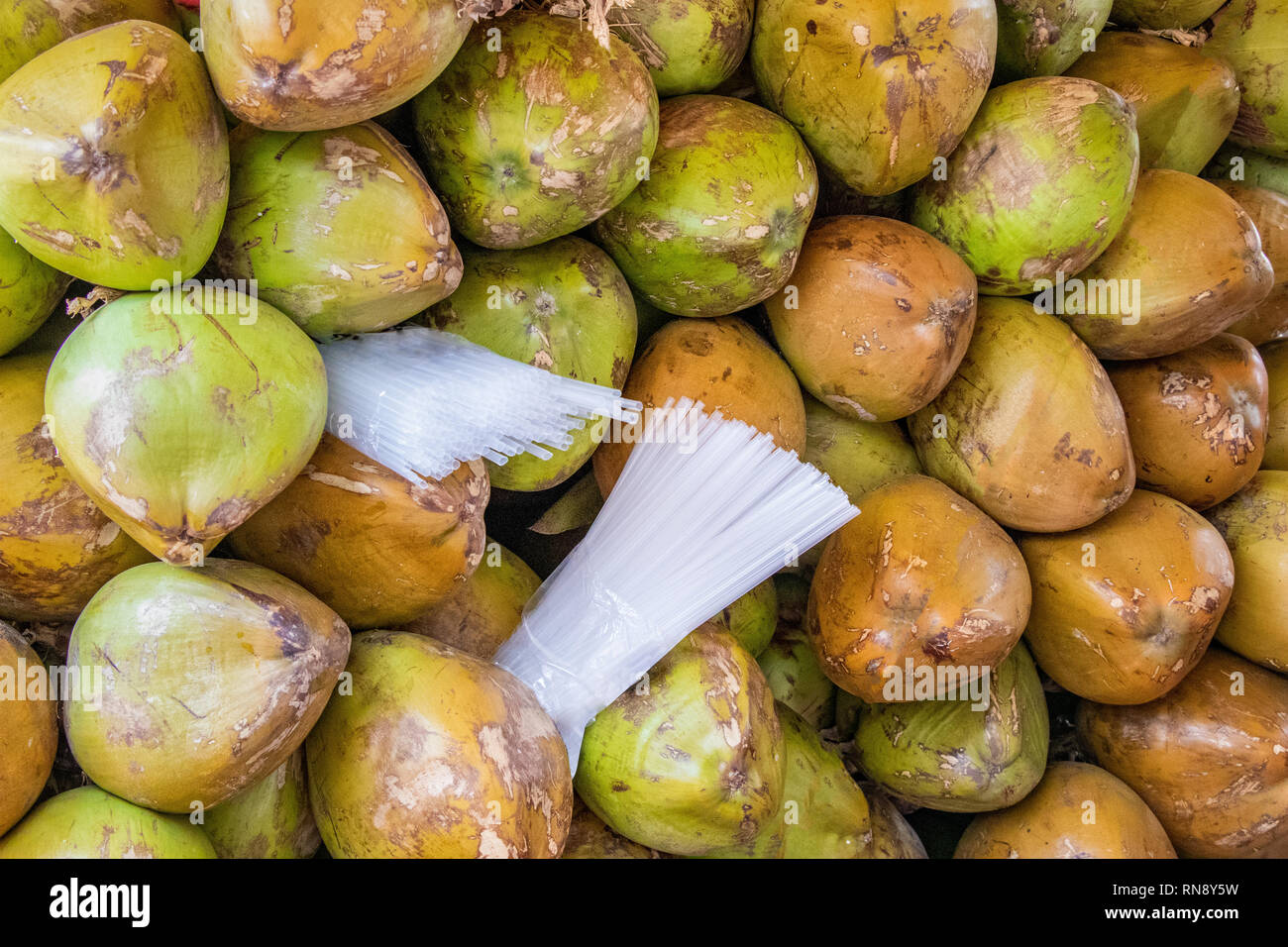 Stack of green unripe coconuts for sale in a roadside shop for coconut ...