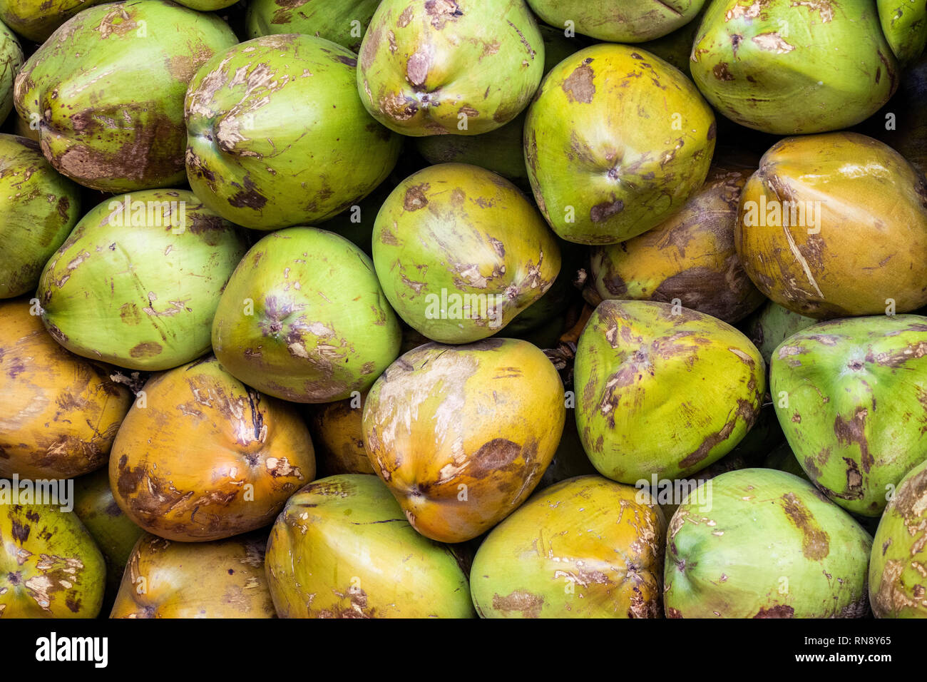 Unripe coconut hi-res stock photography and images - Alamy
