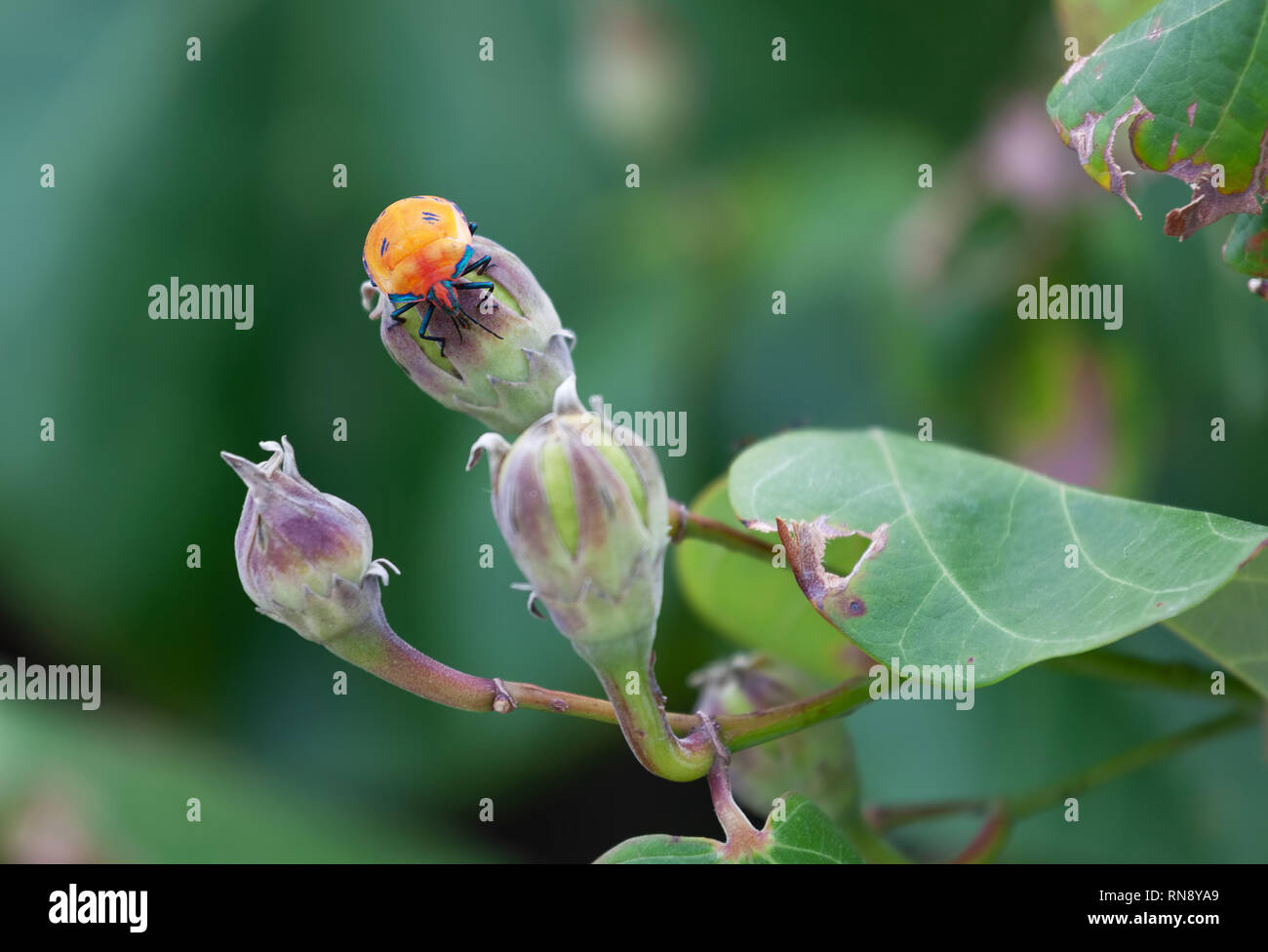 Orange Hibiscus Harlequin Bug on a plant Stock Photo