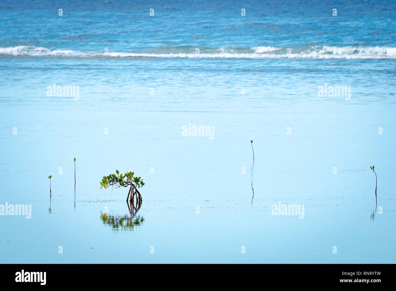 Mangler Tree Rhizophora hi-res stock photography and images - Alamy