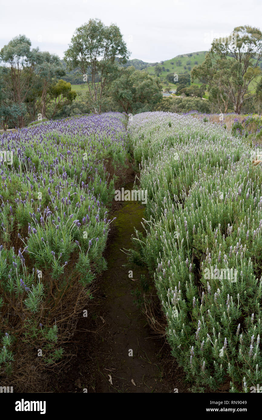 Rows of lavender (Lavandula) growing in two long furrows leading into the hills and gum trees typical of the South Australian countryside. Stock Photo