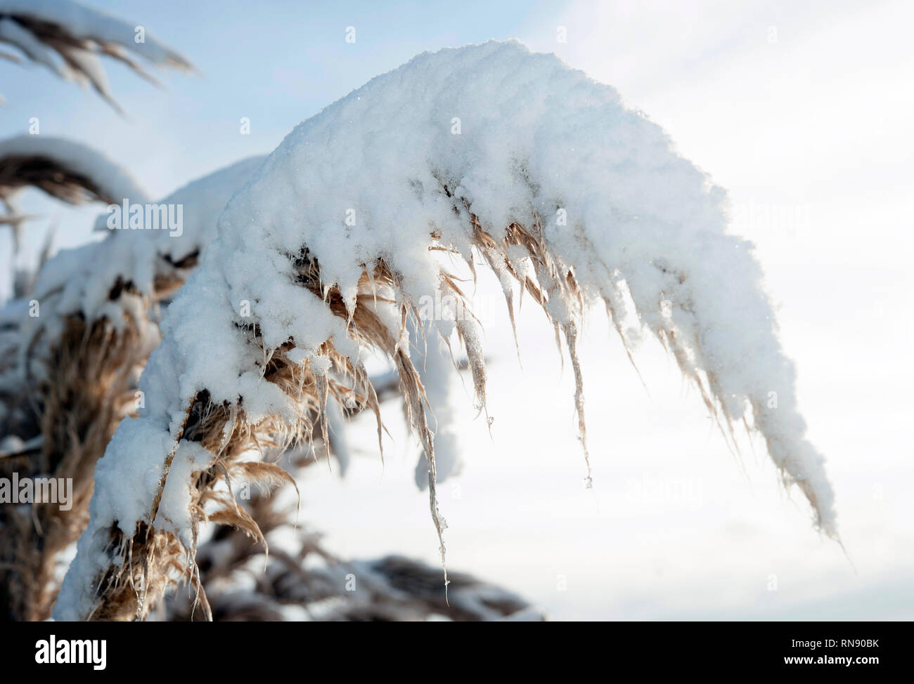 Snow fall, Bunclody, Wexford, Ireland, Eire, Europe Stock Photo Alamy