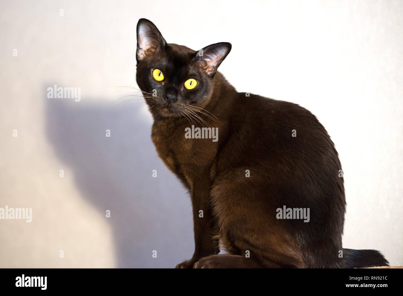 Brown Burmese Cat with Chocolate fur color and yellow eyes, Curious Looking Stock Photo