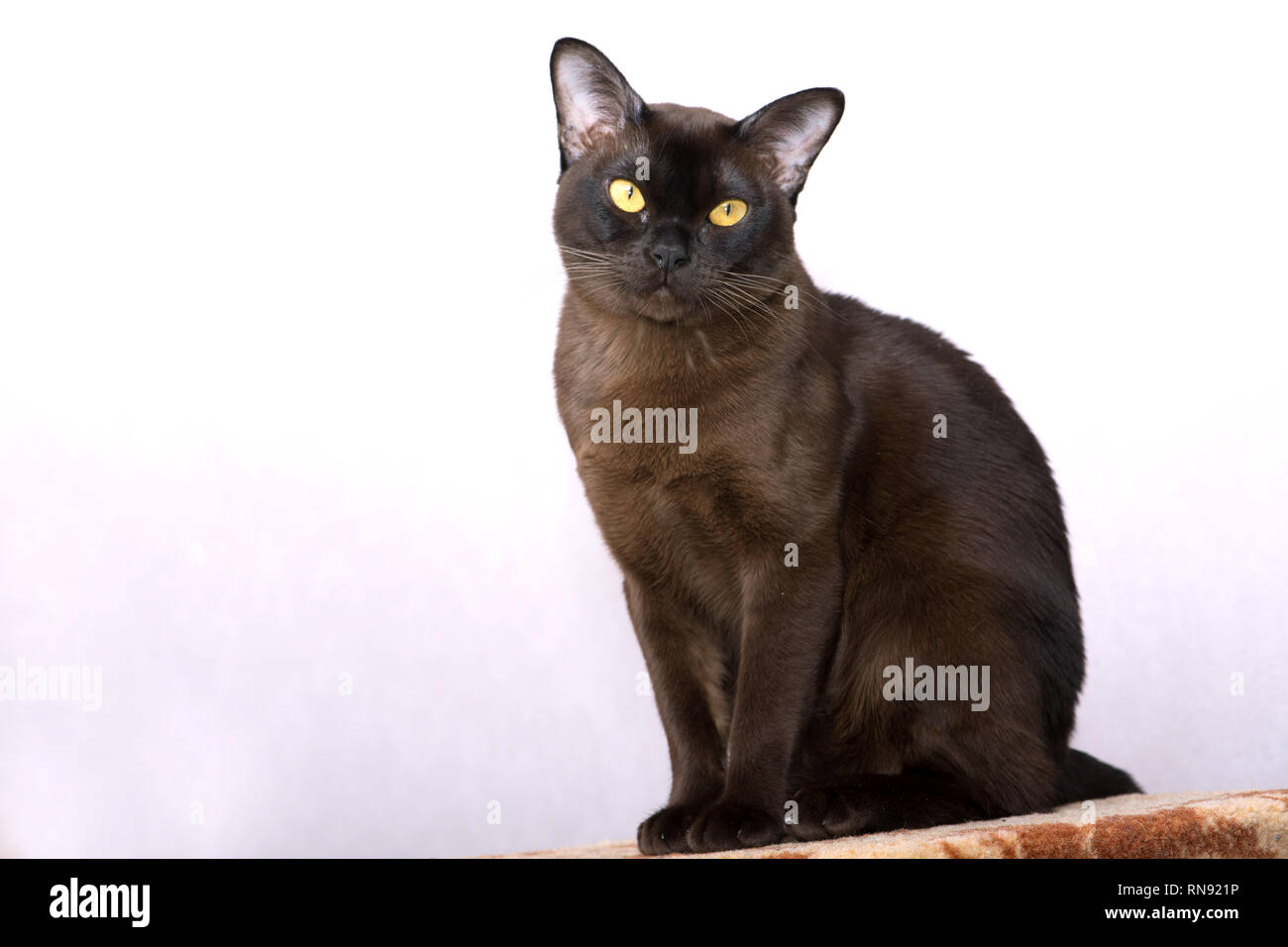 Brown Burmese Cat With Chocolate Fur Color And Yellow Eyes Curious Looking Stock Photo Alamy Brown Burmese Cat With Chocolate Fur Color And Yellow Eyes Curious Looking Stock Photo Alamy