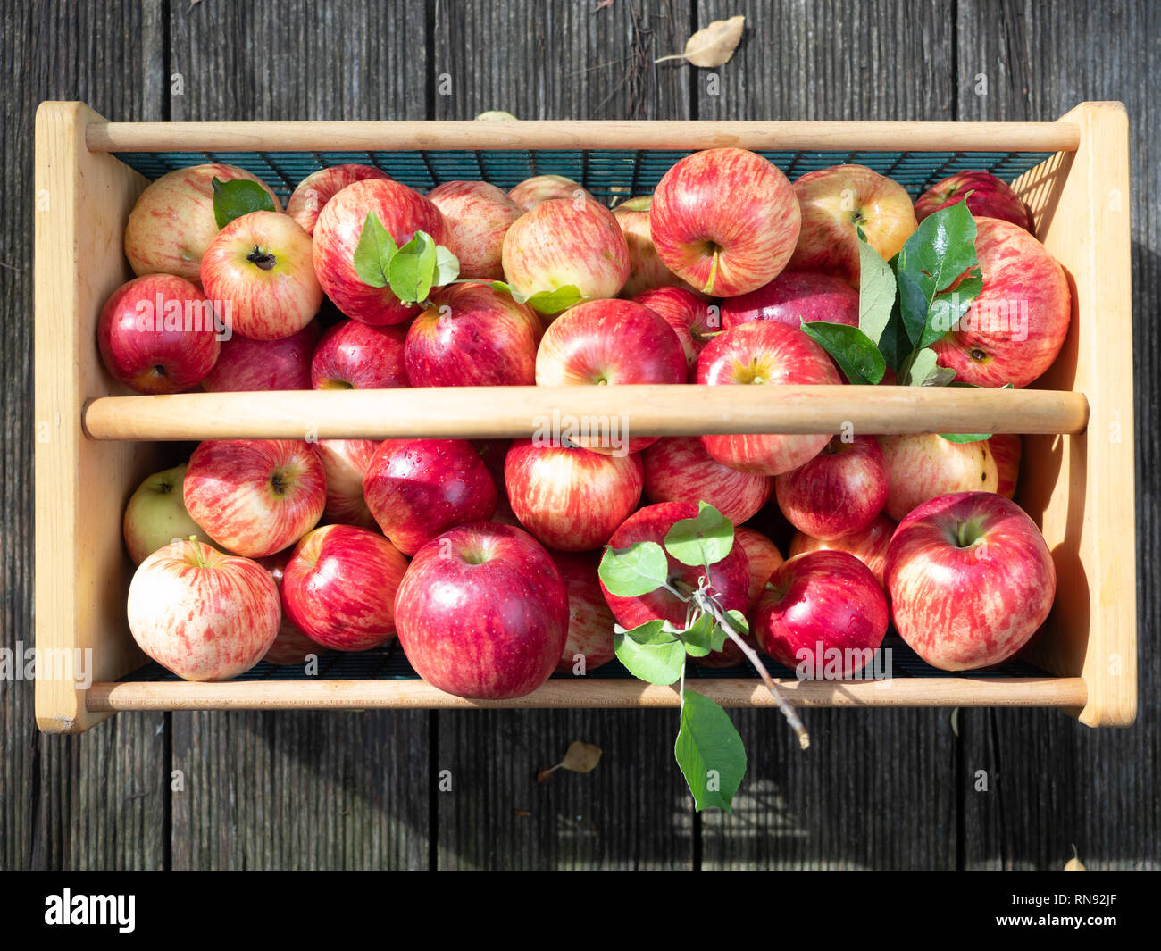 Close up of ripe red apples in a wood and wire basket photographed from above on wood planks. Stock Photo