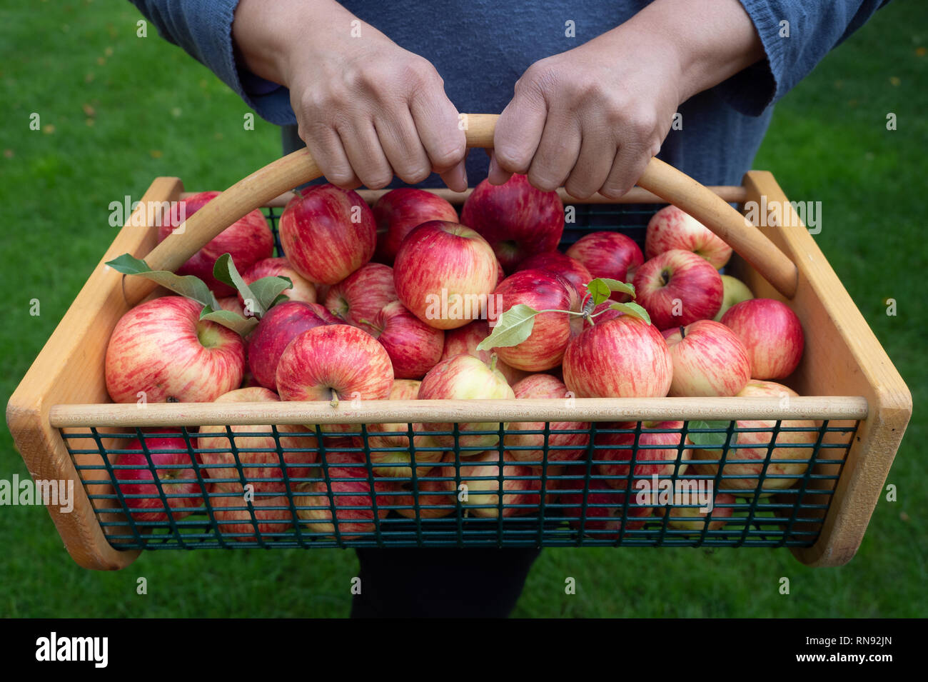 Close up of a woman's hands holding a wod and wire basket full of freshly picked red and yellow apples. Stock Photo