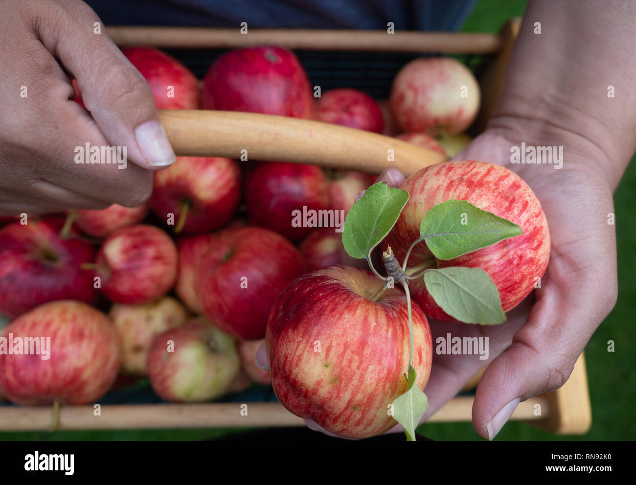 Woman holding a two apples in her left hand and a wood and wire basket full of freshly picked apples. Stock Photo