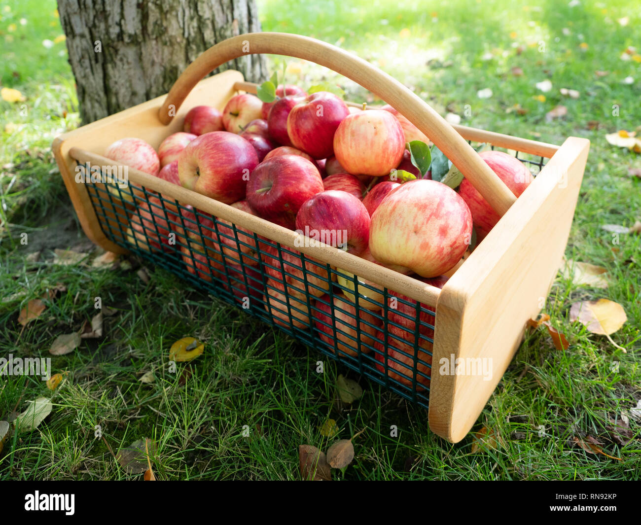 Wire and wood basket with ripe apples on grass with fallen leaves. Low angle view. Stock Photo
