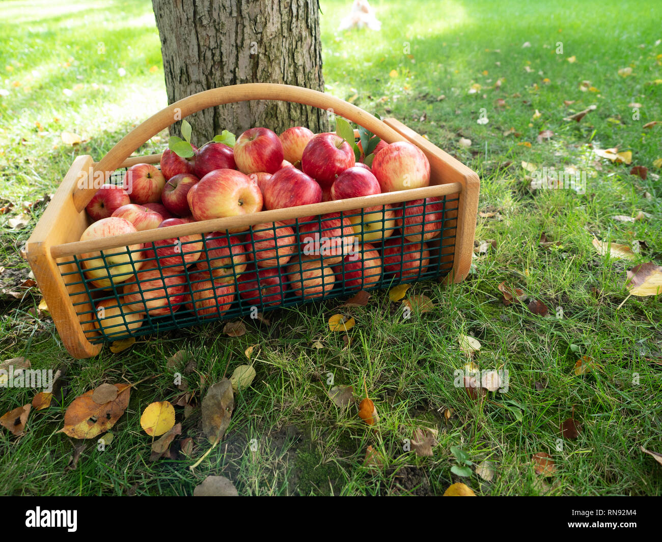 Sunlit wire and wood basket with ripe apples on grass with fallen leaves. Low angle view. Stock Photo