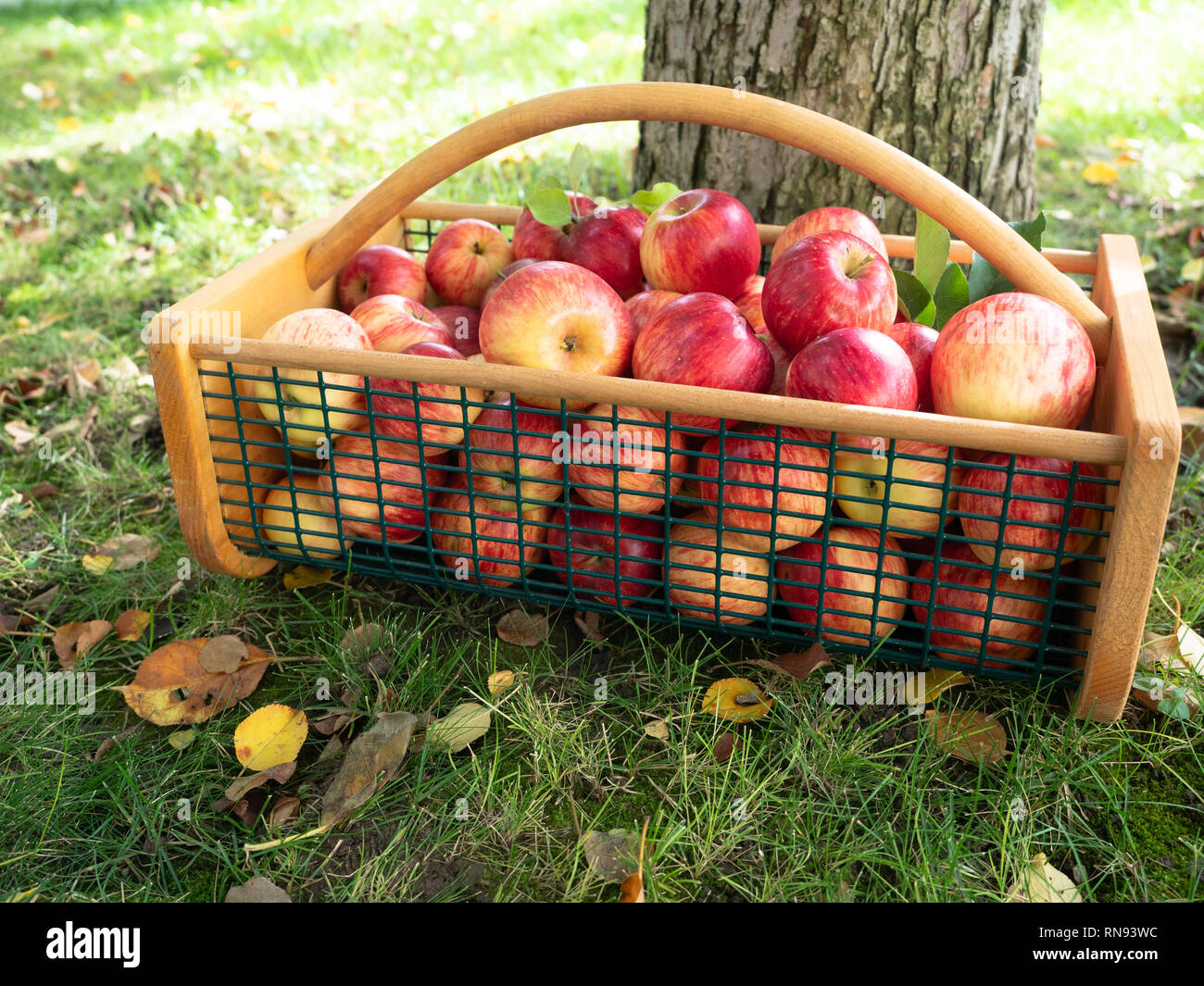 Wire and wood basket with ripe apples on grass with fallen leaves. Low angle view. Stock Photo