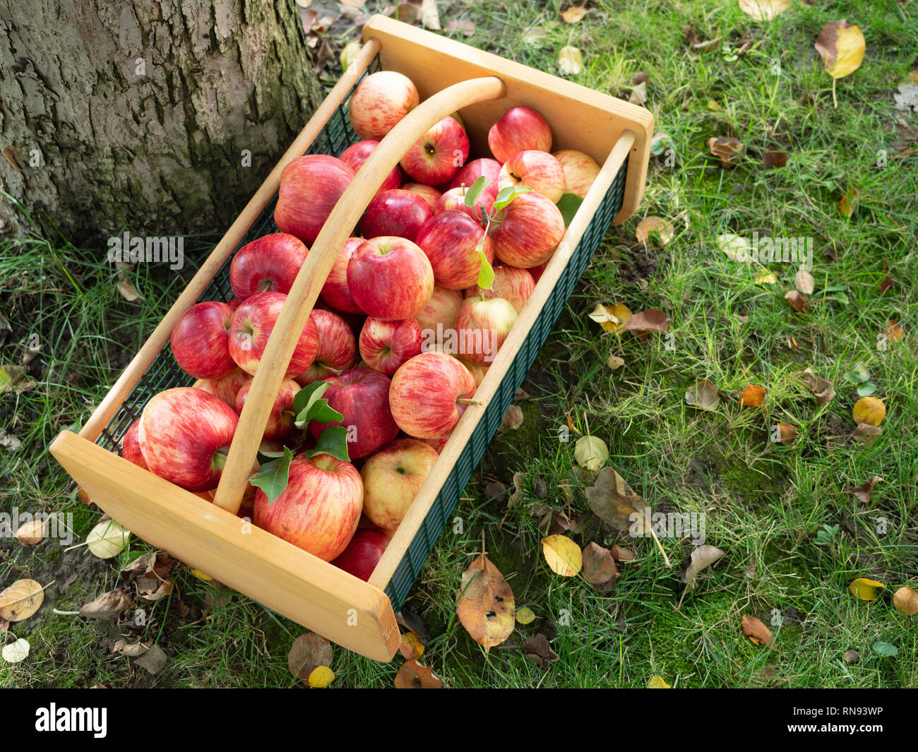 Wire basket with wooden handle holding freshly picked red and yellow apples sitting on green grass next to a tree trunk. Stock Photo