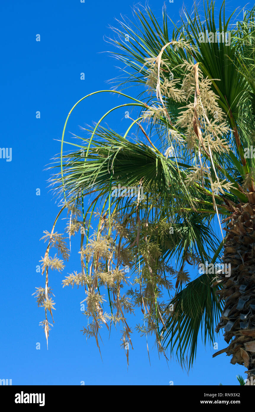 Palm tree flowers hires stock photography and images Alamy