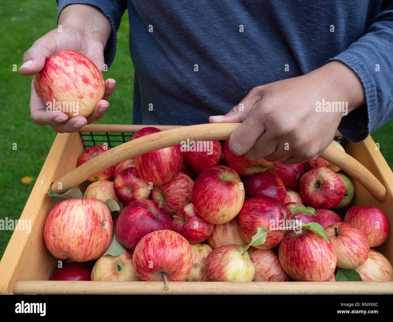 Woman holding a single apple in her right hand and a wood and wire basket full of freshly picked apples. Stock Photo