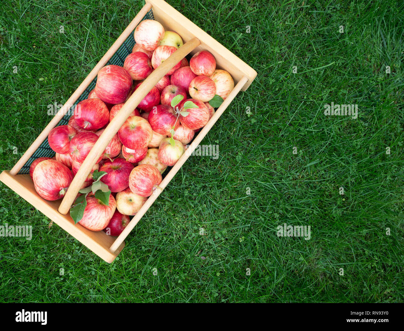 Wood and wire basket with ripe, freshly picked apples sitting on lush green grass. Photographed from above with basket at an angle. Stock Photo