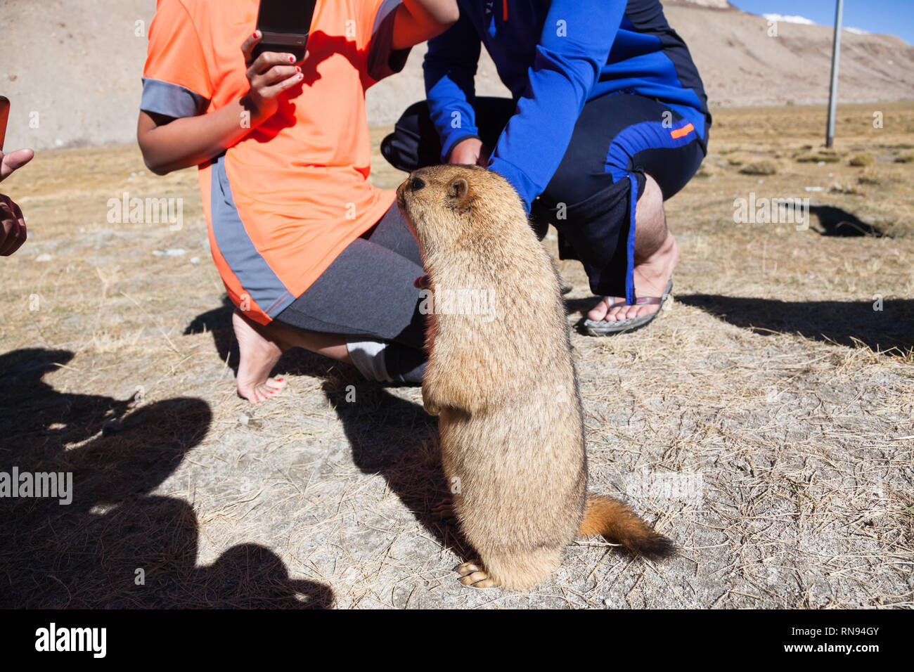Tourists observing and photographing marmot during trip to Pangong Tso, Ladakh, Jammu and Kashmir, India Stock Photo