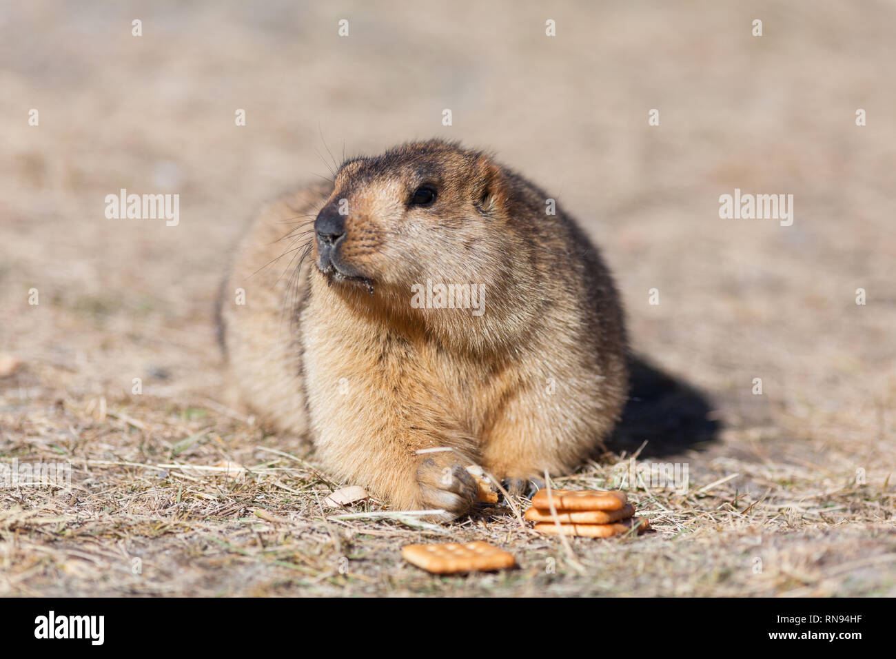 Irresponsible tourism: marmot eating biscuits brought by the tourists despite the nearby board asking for not feeding wild animals, Ladakh, India Stock Photo