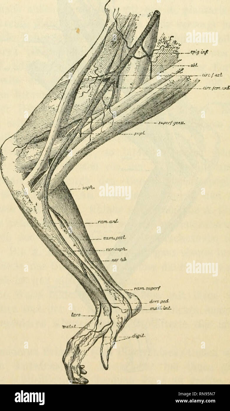 . Anatomischer Anzeiger. Anatomy, Comparative; Anatomy, Comparative