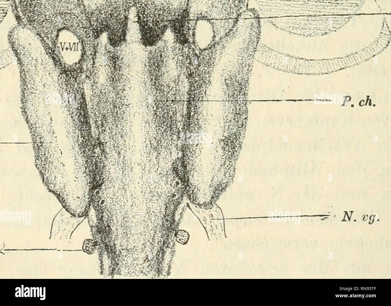 . Anatomischer Anzeiger. Anatomy, Comparative; Anatomy, Comparative. 'fC^'^1 Tr l1 ' „^^tiiyi^u::^^^^ C. au. Sp.d^. - Ch —' - N. vg. Fig. 2. Graphische Reconstruction des Schädels eines etwas älteren als des in Fig. 1 dargestellten Acanthiasembryos (nach Frontalschnitten). P. ch. Parachordalplatte; Ch Chorda; Tr Trabecularplatte; R Platte des Rostrums; Als Alisphenoidknordel; C. au. Ohrkapsel; E. Ethmoidknorpel; V + VII Austrittsstelle der Nn. trigeminus und facialis; N. vg. N. vagus; Sp. d^. erstes spinales Ganglion. Die Augeiiblasen sind schraffirt. Die Lage der Nasenkapseln (zwischen Als u Stock Photo