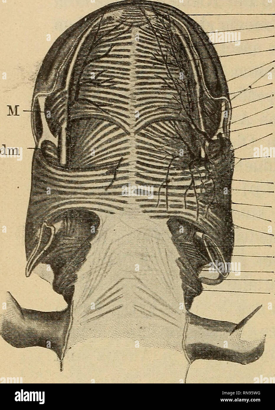 Anatomischer Anzeiger Anatomy Comparative 560 Cdm Ima Amin Imp V Mi E Cm Lat V Eim V E Cm Lat Yii E Cm Med Vii N Alv Ik E J Vii Ix Rr C J Vii N C
