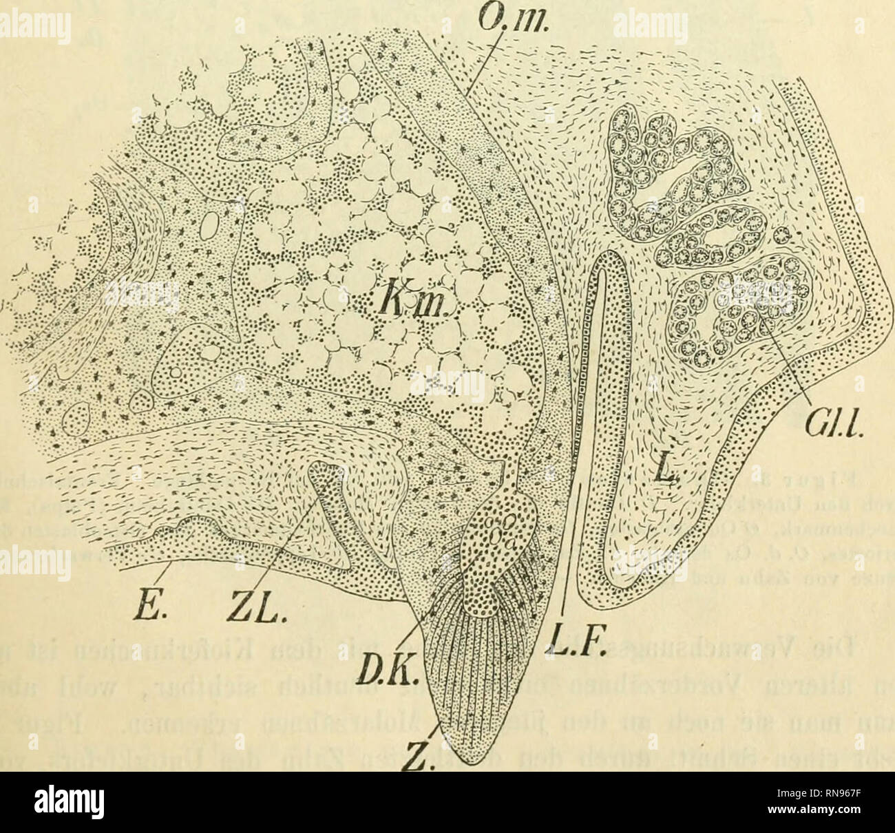 . Anatomischer Anzeiger. Anatomy, Comparative; Anatomy, Comparative. 567 de Lyon doppelt gefärbt. Die Schnittbilder sind mit der Camera von Oberhäuser entworfen worden. In Figur 1 ist die Zahnreihe des Oberkiefers bei ö-maliger Vergrößerung dargestellt. Mau sieht, daß die vordersten Zähne ein- spitzig, die hinteren zwei- oder dreispitzig sind. Alle Zähne sind auf dem Rande des Oberkieferknochens aufgewachsen. Ein Zahn- wechsel findet bei Chamaeleon nicht statt. Ebensowenig konnte ich einen solchen bei Hatteria nachweisen. Trotzdem findet sich, besonders im Oberkiefer, hinter den functionirende Stock Photo