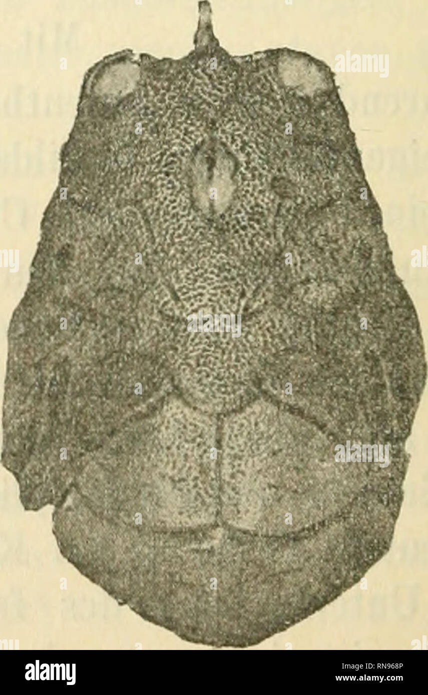 . Anatomischer Anzeiger. Anatomy, Comparative; Anatomy, Comparative. Fig. 1 und 2. Oberseite des Schädels von 1) Callichthys asper, 2) Callichthys litto- ralis. (Nat. Gr.) parietale in der Sutur zwischen den beiden Frontalschildern einge- senkt. Bei Call, asp er, wo die Verhältnisse am einfachsten sind, ist das Foramen parietale eine beinahe kreisrunde Oefifnung mit steilen Wänden; bei Call, littoralis dagegen hat das Foramen parietale die Gestalt einer seichten, ovalen Grube angenommen; es communicirt hier mit der Schädelhöhle nur durch eine enge Spalte, die außerdem durch medianes Zusammenwa Stock Photo