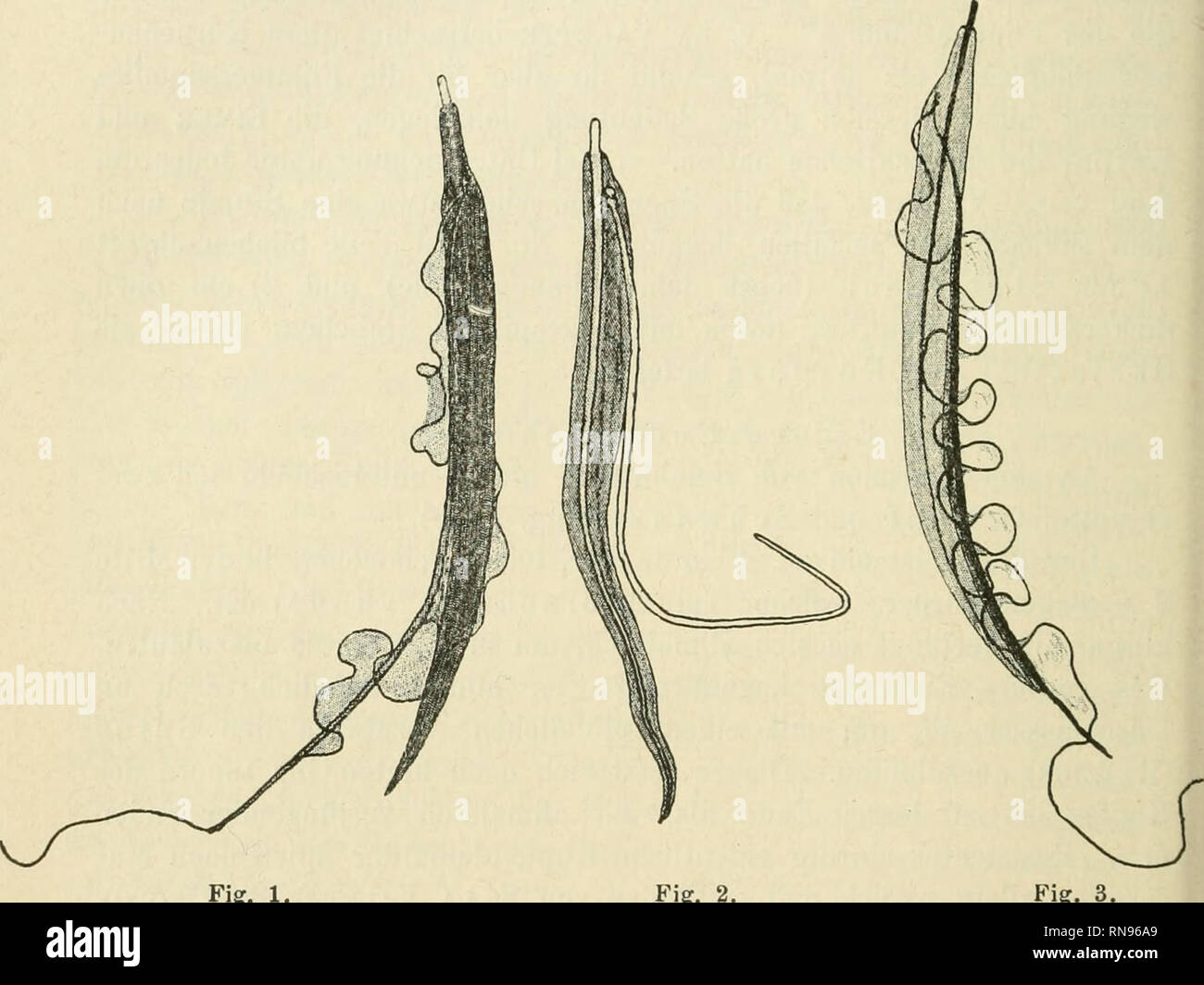 . Anatomischer Anzeiger. Anatomy, Comparative; Anatomy, Comparative. 132 eng verbunden sind, stehen mit ihrer Verbindungslinie in der Längs- richtung der Spermie. Man kann also von einem vorderen und einem hinteren Centralkörper sprechen. Von dem hinteren geht der eigent- liche Schwanz nach hinten aus.. Fig. 2. Fig. 3. -3, Reife Spermien. (Fixirung Figg. 1 u. 3 siehe p. 134. Fig. 2. Flüssige Osmiumsäure.) Färbung: Fig. 1. Gentianaviolett. Fig. 2. Delafield's Hämatoxylin. Fig. 3. Gentianaviolett, Ausziehen mit Alk. abs. Fig, Figg. 1- Der Schwanz besteht aus zwei Fäden (Fig. 4) und einer diese v Stock Photo