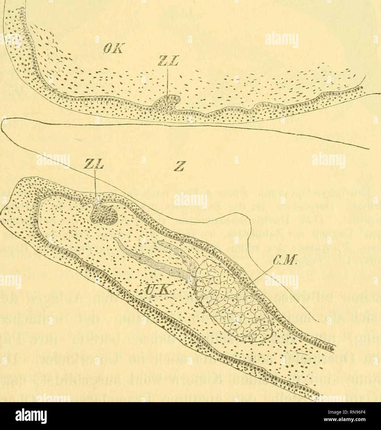 Anatomischer Anzeiger Anatomy Comparative Anatomy Comparative Fig 3 Didelphys Opossum Fotus 4 Tage Nach Der Geburt Sagittalschnitt Durch Die Medianebene Der Kiefer Ok Oberkiefer Uk Unterkiefer Z Zunge Cm Meckel Scher Knorpel