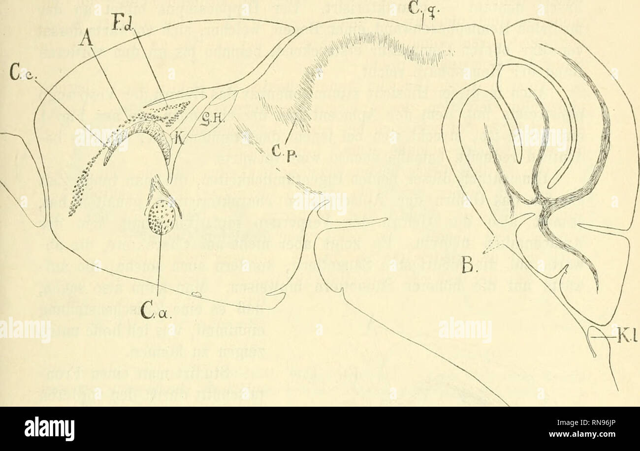 . Anatomischer Anzeiger. Anatomy, Comparative; Anatomy, Comparative. 9