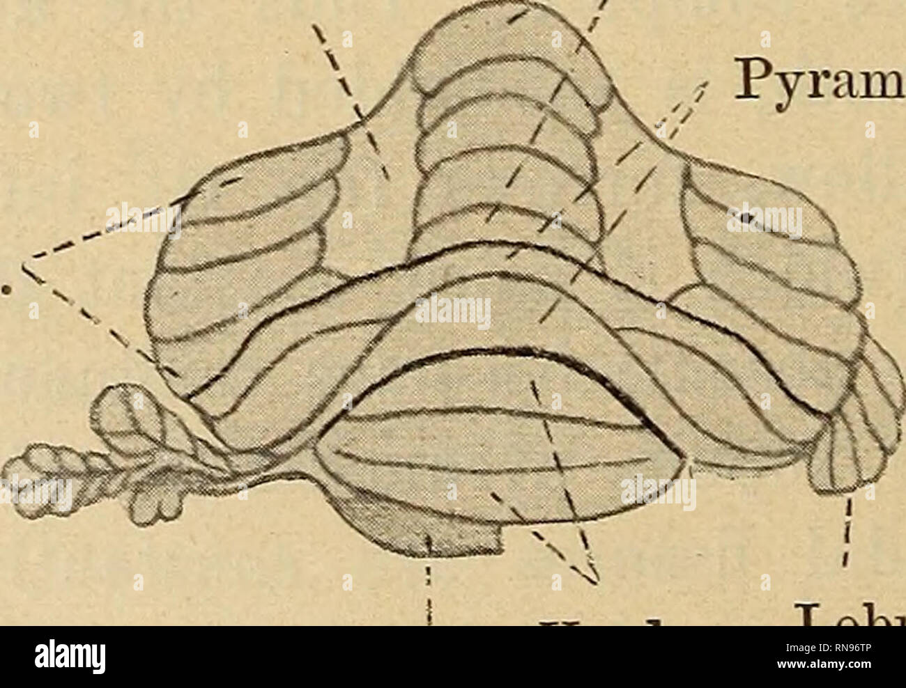 Anatomy Of Fisting Anatomy Of Fisting