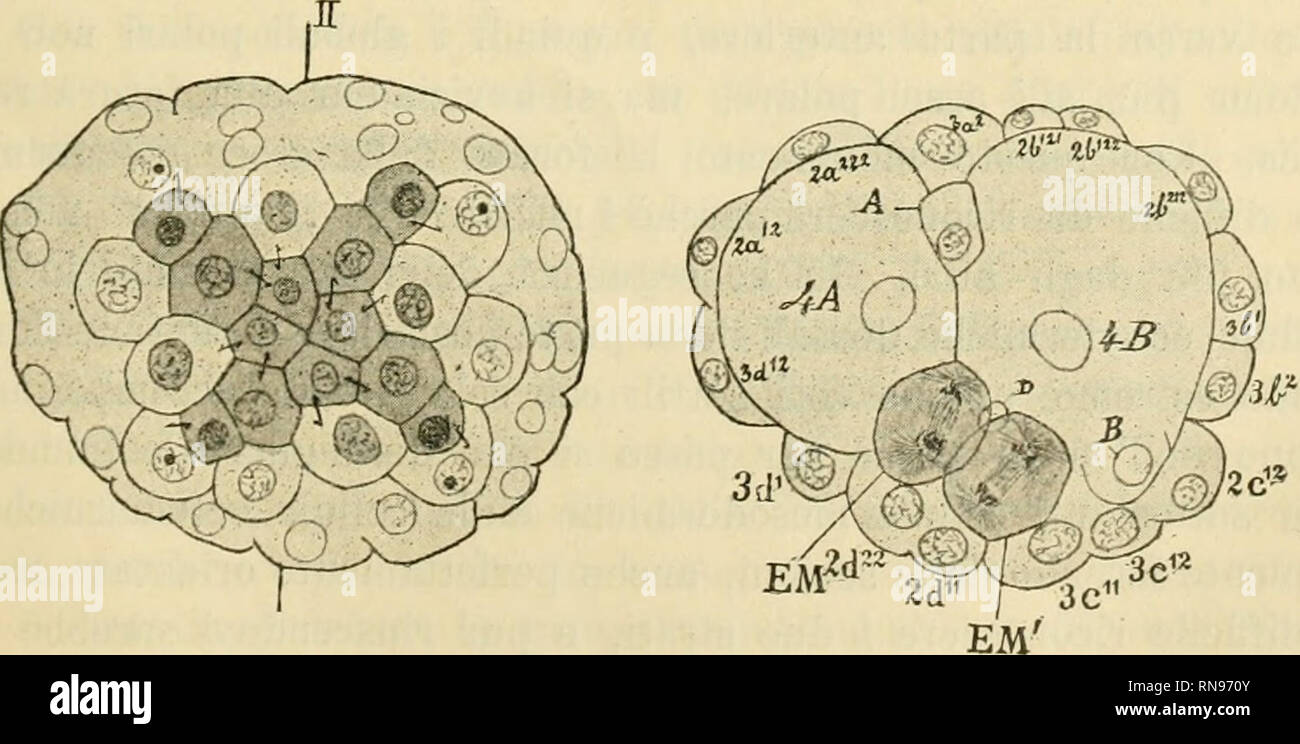 Cellula primitiva hires stock photography and images Alamy