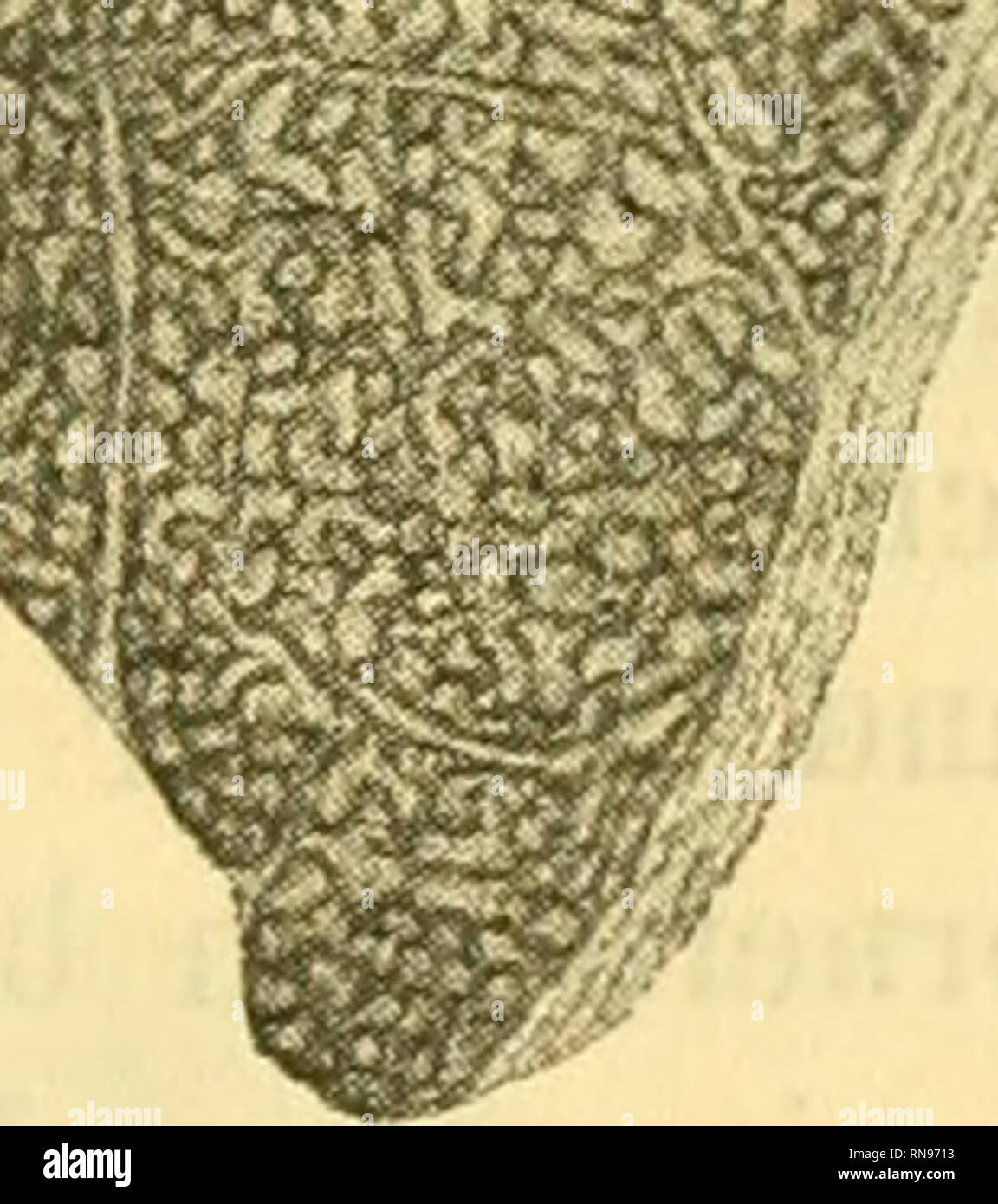 . Anatomischer Anzeiger. Anatomy, Comparative; Anatomy, Comparative. Td