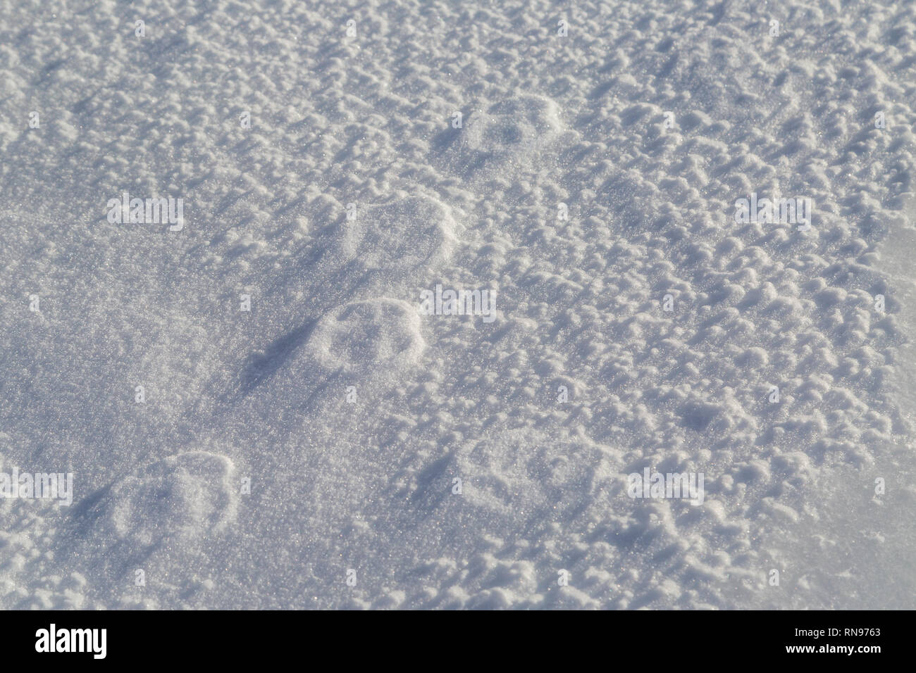 Paw print tracks of a lone animal walking across the snow Stock Photo