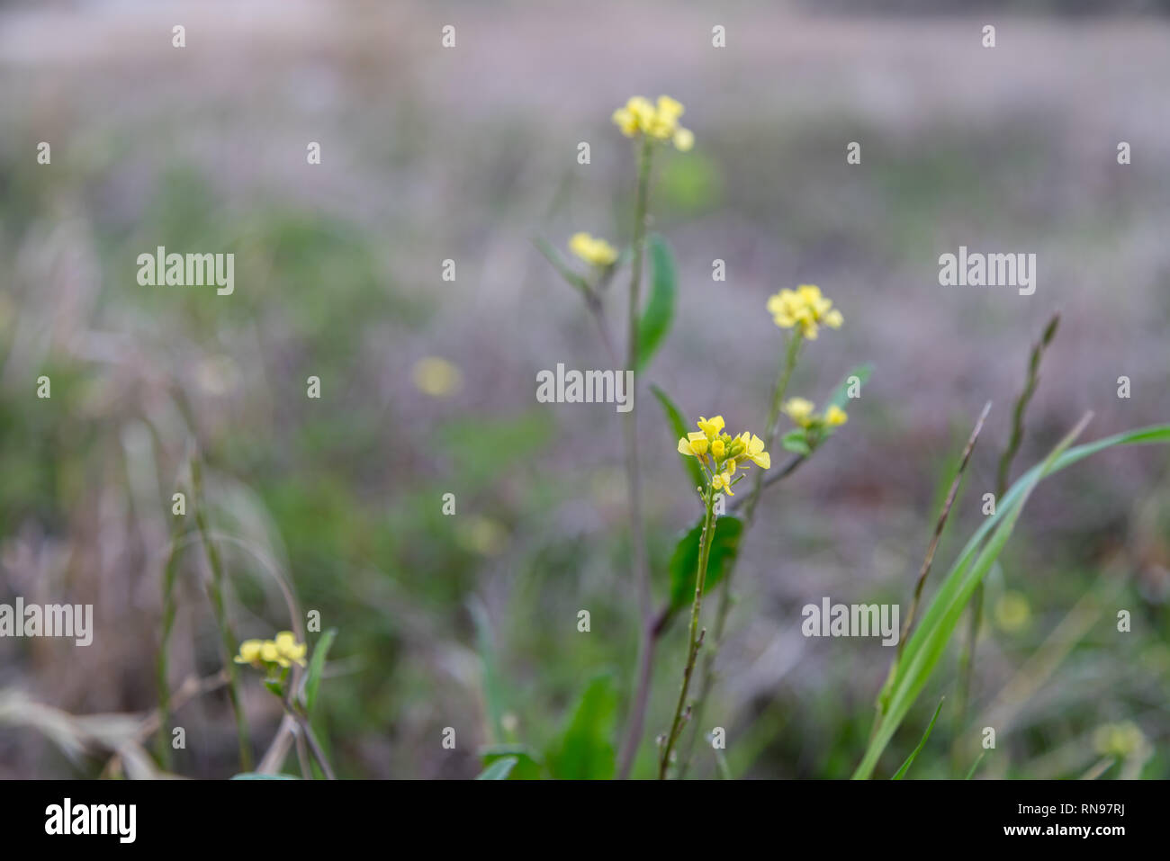 Tall dry grass purple flowers hi-res stock photography and images - Alamy