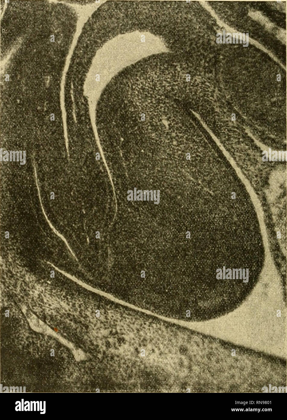 . Anatomische Hefte. 462 FRANZ C. KRASA, platte vor. Diese selbst