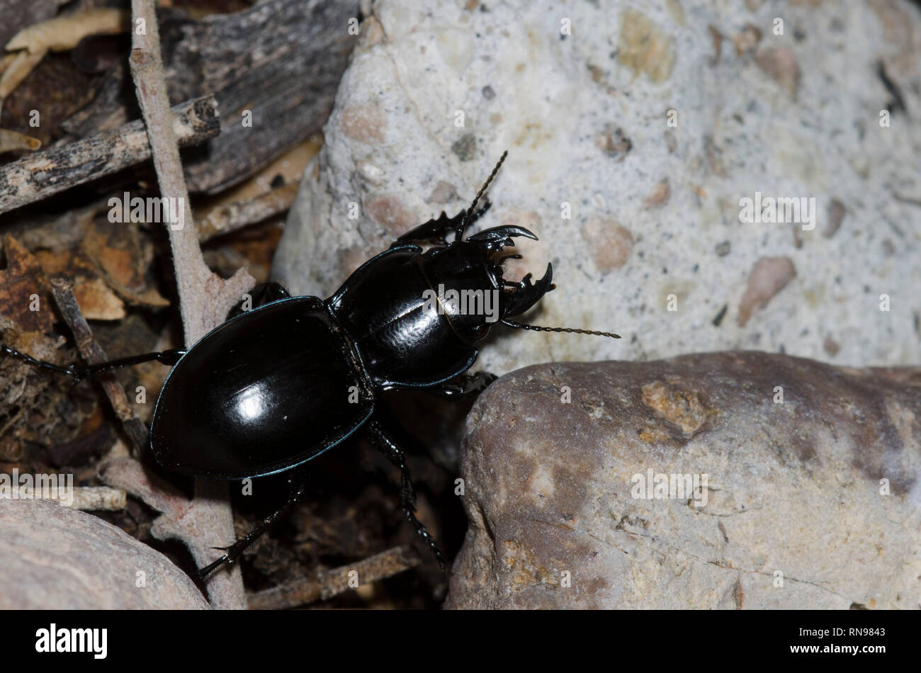 Ground Beetle, Pasimachus sp. Stock Photo
