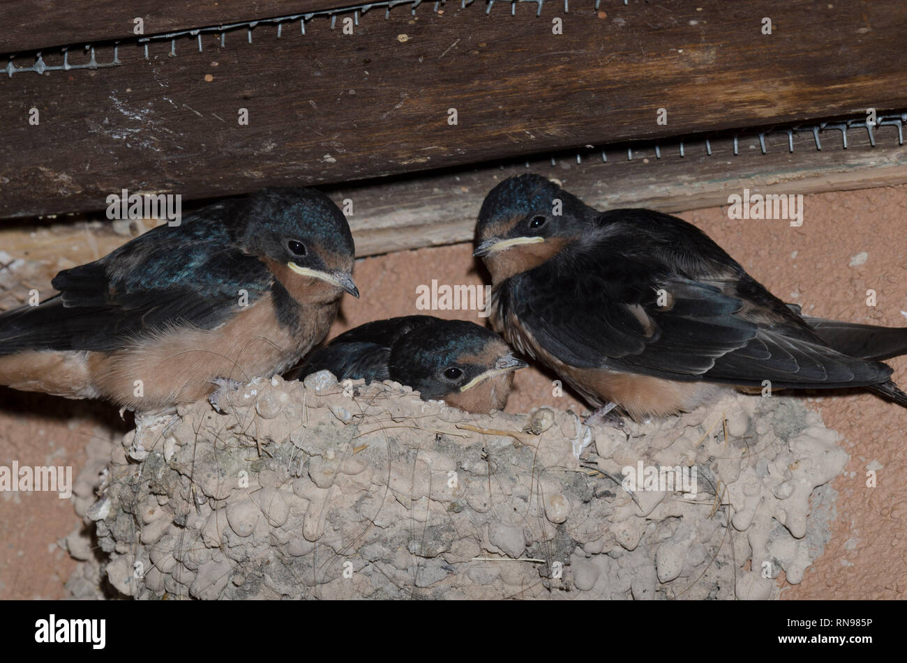 Barn Swallow, Hirundo rustica, chicks in nest Stock Photo
