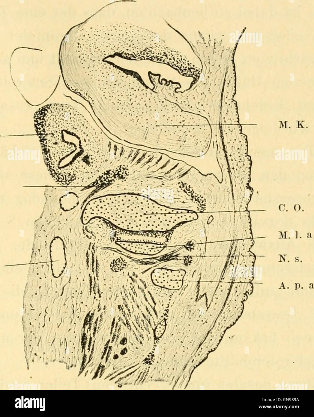 . Anatomische Hefte. Die Entwickelung der Cranio-vertebralgrenze beim Schaf. 439 der Atlas, welcher leicht zwei Teile unterscheiden lässt, ein cranialer Teil, die Massae laterales, und ein mehr dorso-cau- daler Teil, den Processus (arcus) neuralis. Dorsalwärts vom Atlasi ist das Ganglion des ersten Spinalnerven zu sehen, mit- samt einiger in ventraler Richtung daraus hervortretenden. o. K. L. S. V. j. M. K.. Fig. 9. Embryo Ovis arie. K. K. 9. II. 3. (Sagittalschnitt). M. o. = Medulla oblongata; C. O = condylus occipitalis; M. 1. a. = Massa lateralis atlantis; N. S. I = Erster Spinalnerv; A. p. Stock Photo