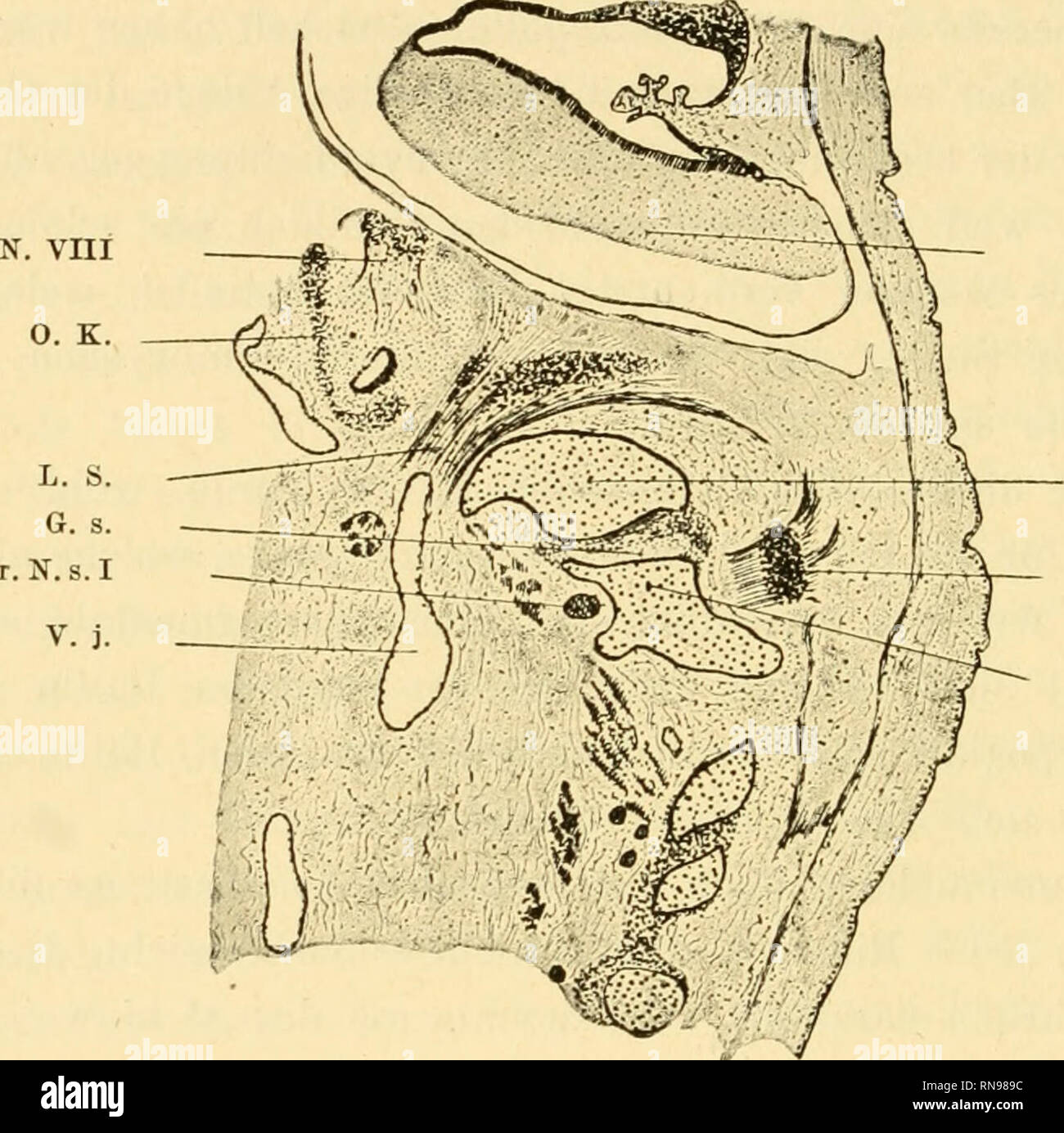 . Anatomische Hefte. 438 J. A. J. BÄRGE. die Nerven des Lateralsystems austreten; um ein Weniges darunter ist die Vena jugularis der Länge nach angeschnitten. Oralwärts vom Foramen jugulare ist die Ohrkapsel zu sehen und innerhalb derselben einige Fasern des N. octavus. Caudal- wärts vom Foramen jugulare ist das Occipitale, und zwar dessen. M. o. C. o. G. S. I V. I Fig. 8. Embryo avis aries. K. K. 10. I. 4. (Sagittalschnitt). M. o. = Medulla oblongata; C. o. — Condylus occipitalis; G. S. I = Ganglion des ersten Spinalnerven; V. I = Atlas N. VIII = N. octavus; O. K. = Ohr- kapsel; L. S. = Nerve Stock Photo