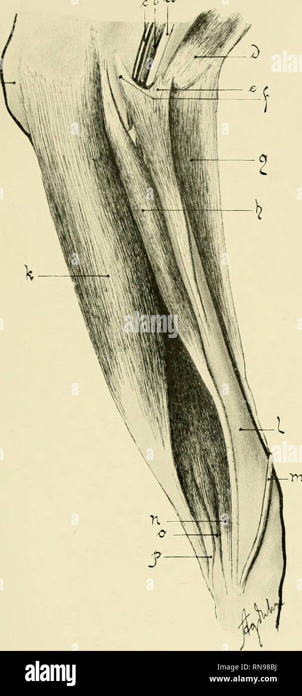 . Anatomische Hefte. Anatom. Hefte. L Abt. 158. Heft (52. Bd., H. 3). Tafel 36. 1 .—i. ?k f—0 Fig. 4. Fig. 5. Fig. 4 Vorderarm des Cervus alces. von der medialen und Fig. 5 von der volaren Seite gesehen. a) Nervus medianus. b) A. mediana, c) V. medianoradialis. d) M. biceps brachii. e) dorso- lateraler und f) mediovolarer Ursprung des M. pronator teres. g) M. extensor carpi radialis, b) M. flexor carpi radialis, i) Olecranon. j) M. extensor carpi ulnaris. k) M. flexor carpi ulnaris. 1) Radius, m) Insertionssehne des M. abductor pollicis longus. n) dorsale und o) volare Portion des M. flexor di Stock Photo