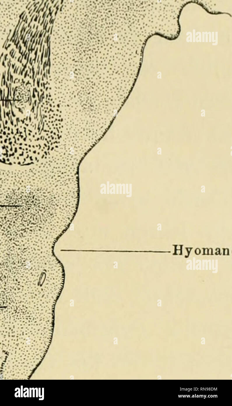 . Anatomische Hefte. ''?'«i'O Trabecula baseos. Hyomandibulartasche I