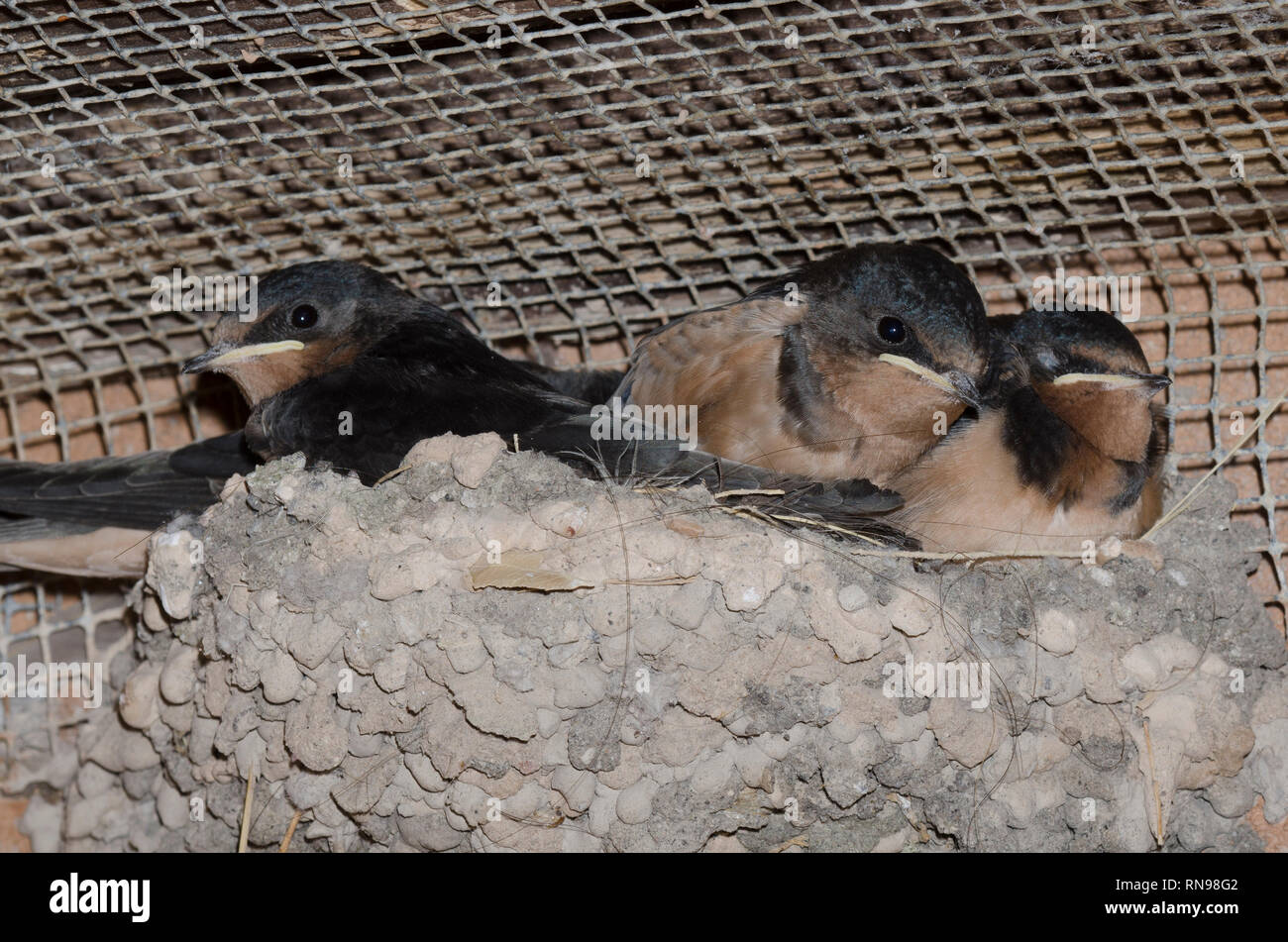 Barn Swallow, Hirundo rustica, chicks in nest Stock Photo