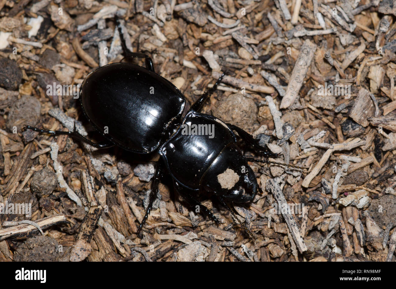 Ground Beetle, Pasimachus sp. Stock Photo