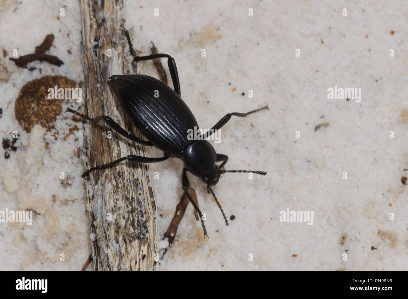 Eleodes Hispilabris High Resolution Stock Photography and Images - Alamy