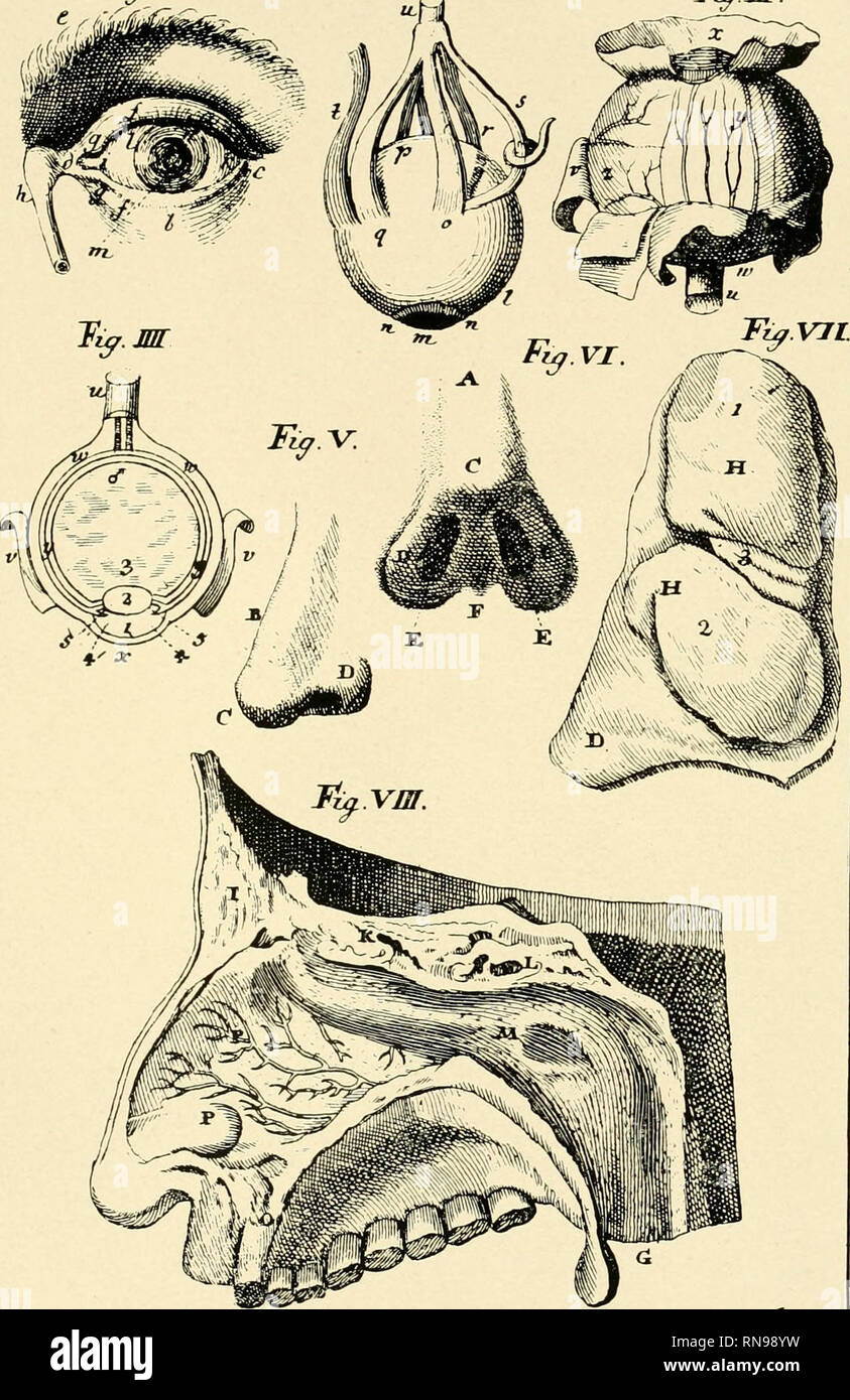 Anatomische Hefte Anatomische Hefte J Abt 165 Heft 55 Bd