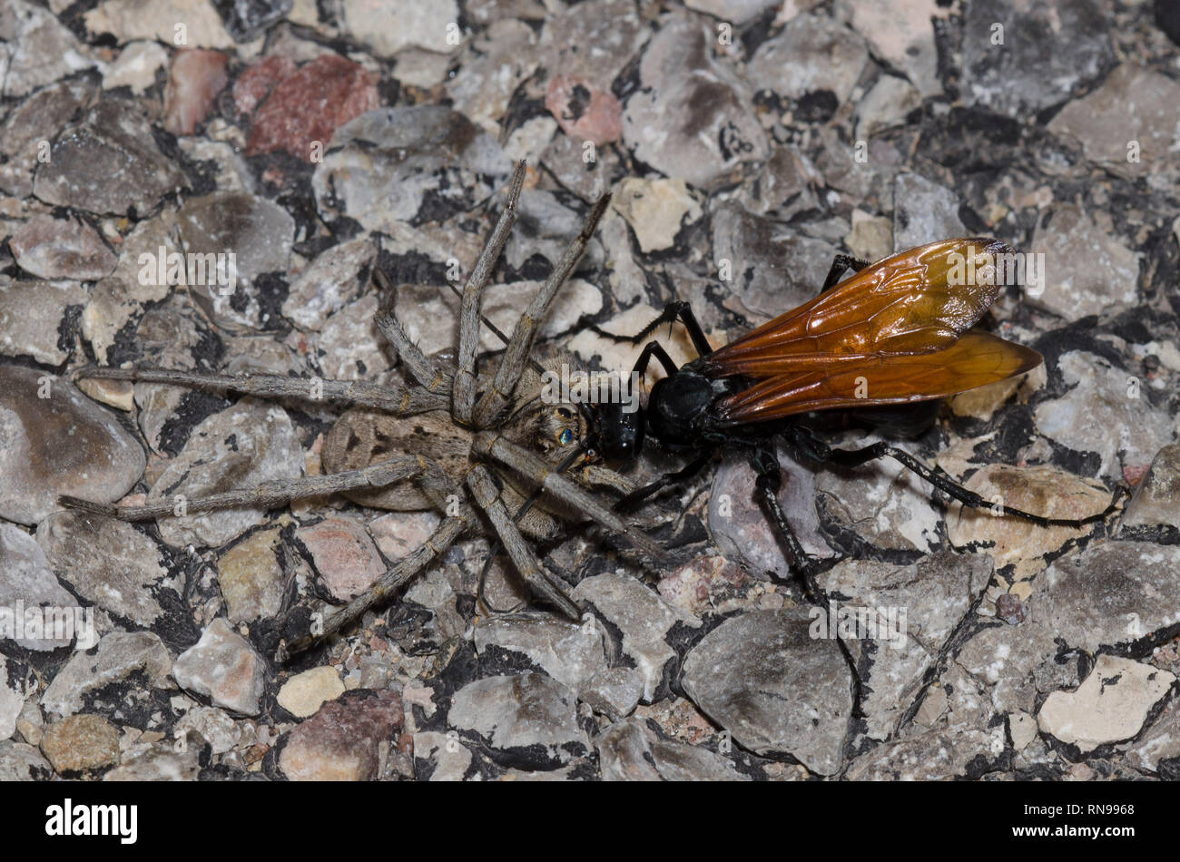 Tarantula Hawk, Entypus aratus, dragging paralyzed wolf spider, Hogna sp. Stock Photo