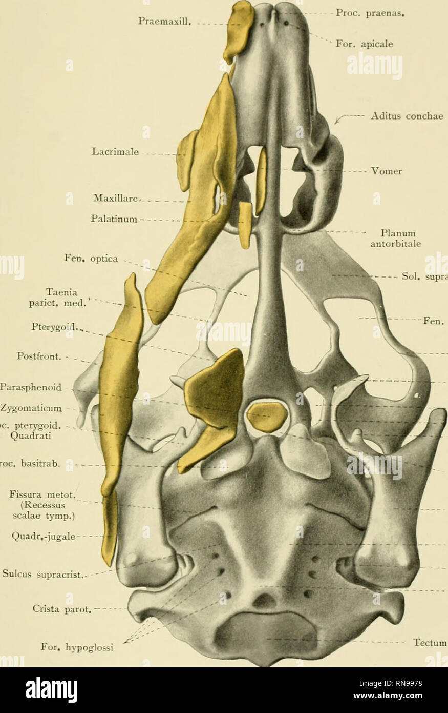 . Anatomische Hefte. Anatom. Hefte. I. Abt. 151. Heft (50. Bd., II. 2 ...